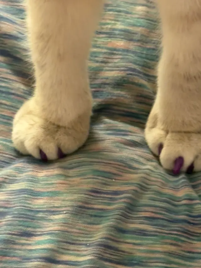 Customer photo of work by Imperial Pet Grooming, from Stephanie's review