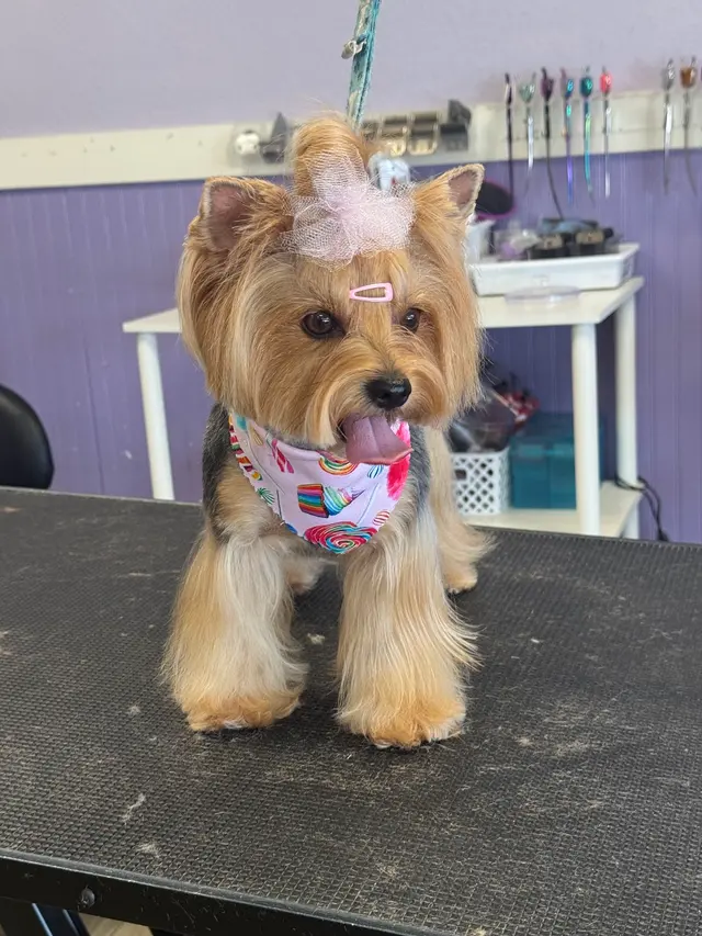 Imperial Pet Grooming — photo from the business 8