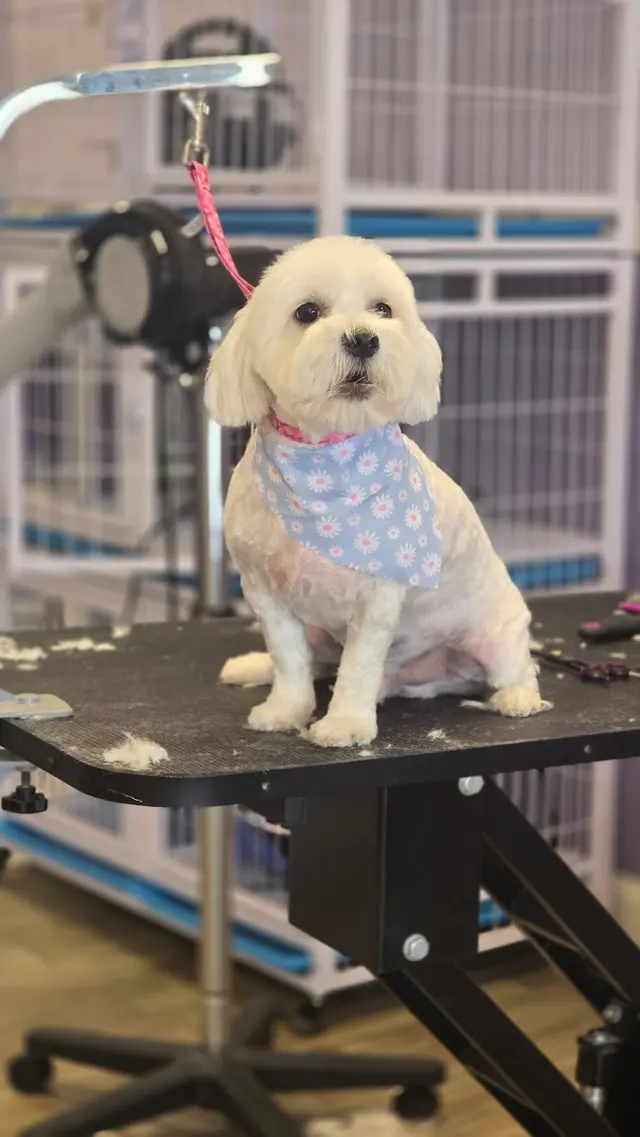 Imperial Pet Grooming — photo from the business 11