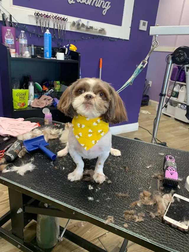 Imperial Pet Grooming — photo from the business 3
