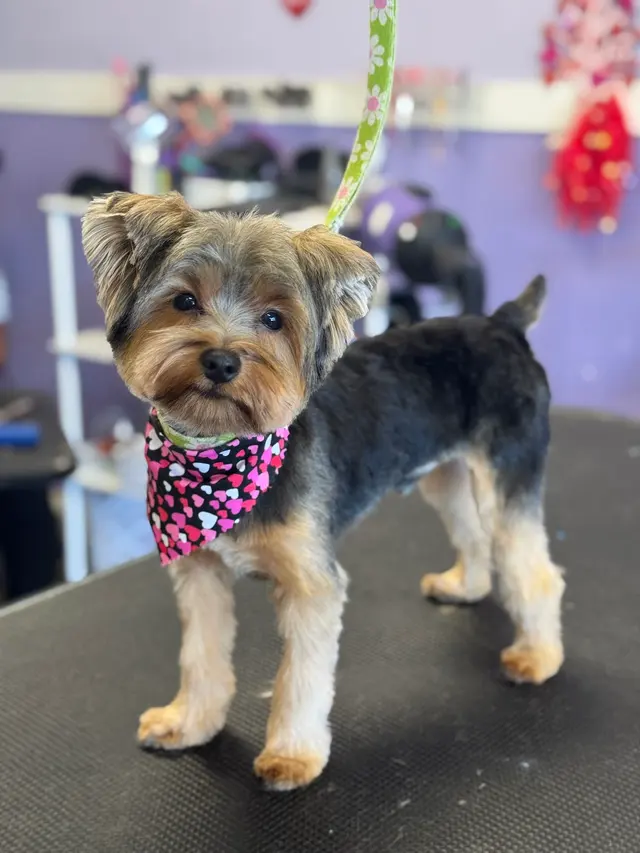 Imperial Pet Grooming — photo from the business 5