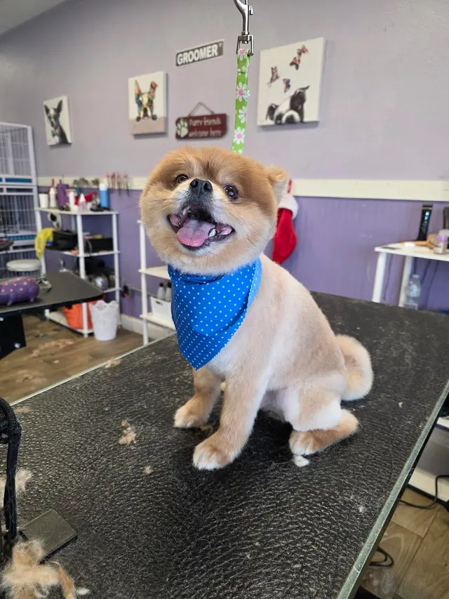 Imperial Pet Grooming — photo from the business 9