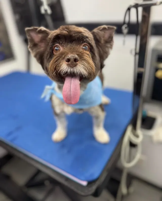 All Creatures Mobile Grooming — customer photo 1