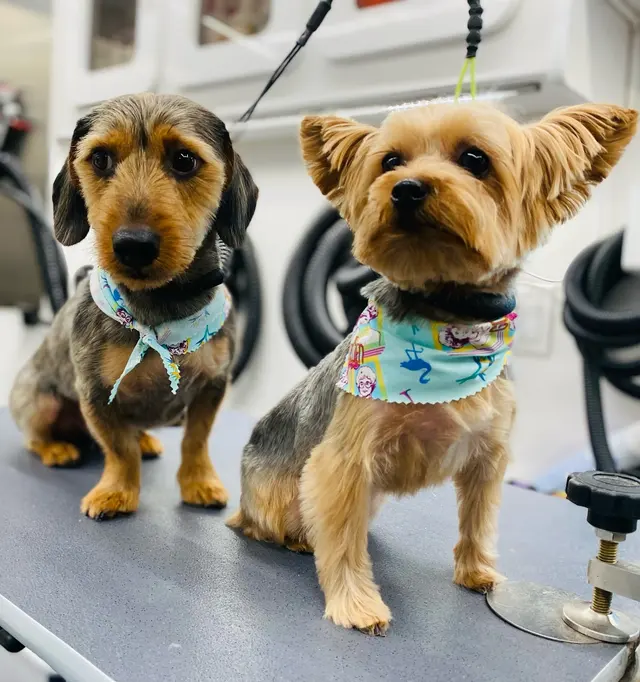 All Creatures Mobile Grooming — photo from the business 3