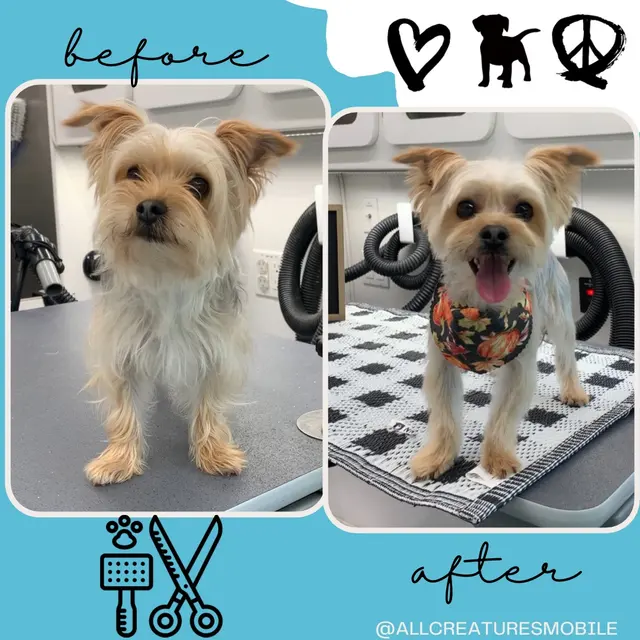 All Creatures Mobile Grooming — photo from the business 11