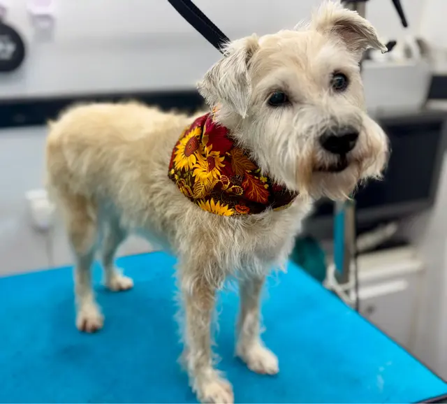 All Creatures Mobile Grooming — customer photo 2