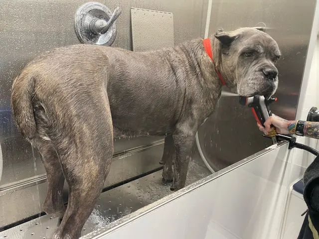 All Creatures Mobile Grooming — photo from the business 6
