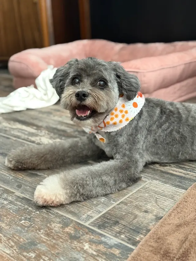 All Creatures Mobile Grooming — customer photo 4