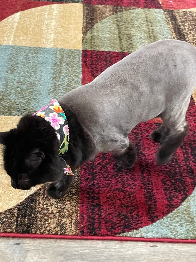 All Creatures Mobile Grooming — customer photo 7