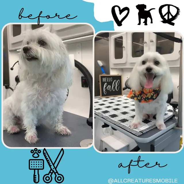 All Creatures Mobile Grooming — photo from the business 9