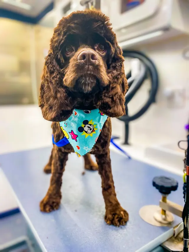 All Creatures Mobile Grooming — photo from the business 10