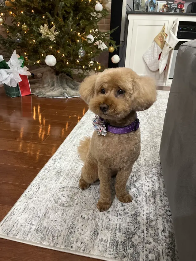 All Creatures Mobile Grooming — customer photo 5