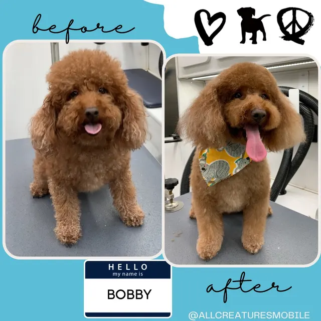 All Creatures Mobile Grooming — photo from the business 12