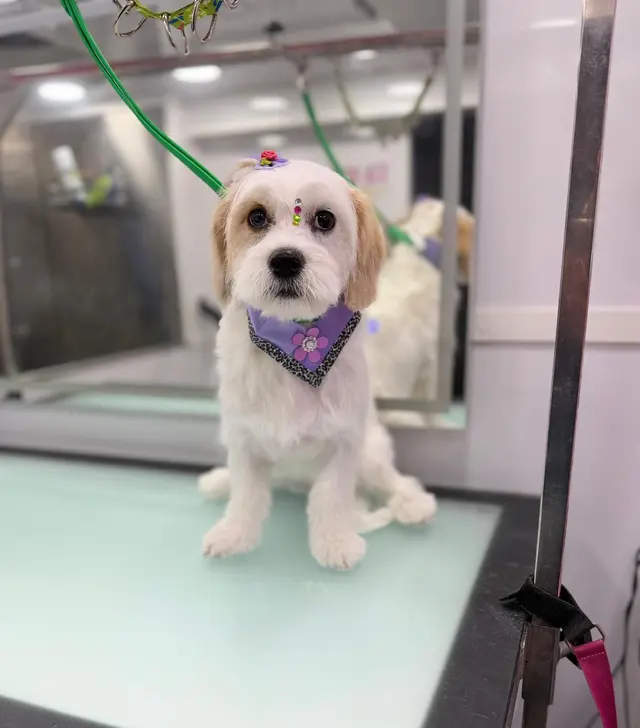 Le Paw Spa Mobile Dog Grooming Central Florida — customer photo 3
