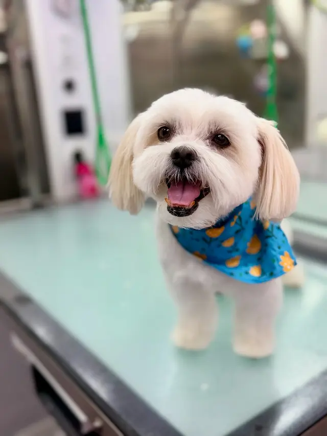 Le Paw Spa Mobile Dog Grooming Central Florida — photo from the business 8