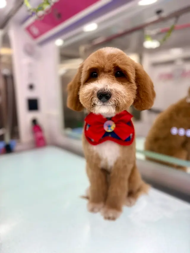 Le Paw Spa Mobile Dog Grooming Central Florida — photo from the business 10