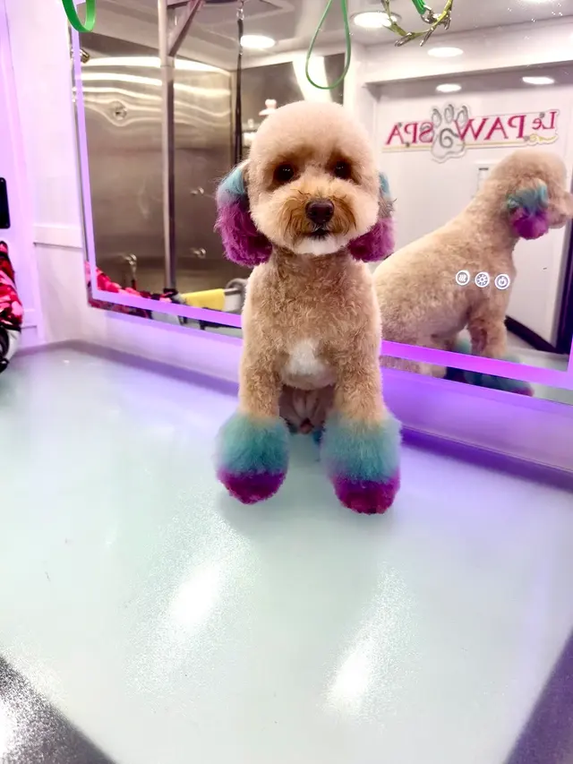 Le Paw Spa Mobile Dog Grooming Central Florida — photo from the business 12