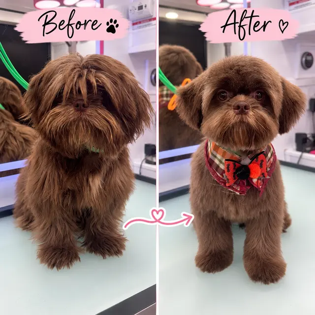 Customer photo of work by Le Paw Spa Mobile Dog Grooming Central Florida, from Karolina Gonzalez's review