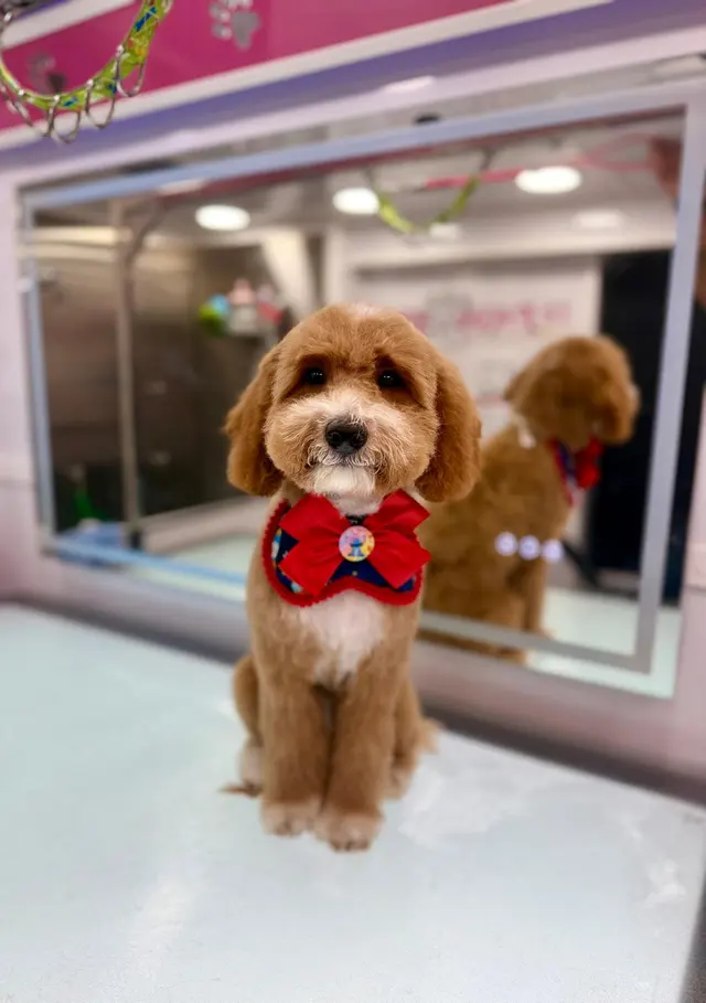 Le Paw Spa Mobile Dog Grooming Central Florida — customer photo 2