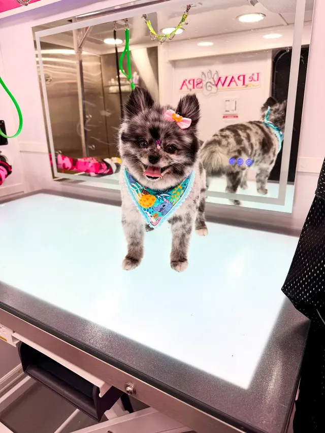 Le Paw Spa Mobile Dog Grooming Central Florida — photo from the business 11