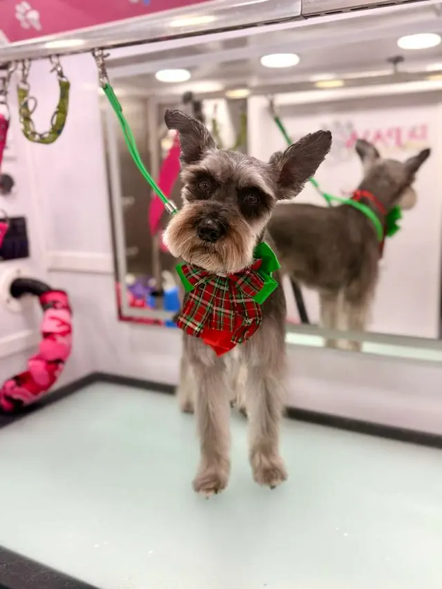 Le Paw Spa Mobile Dog Grooming Central Florida — customer photo 4