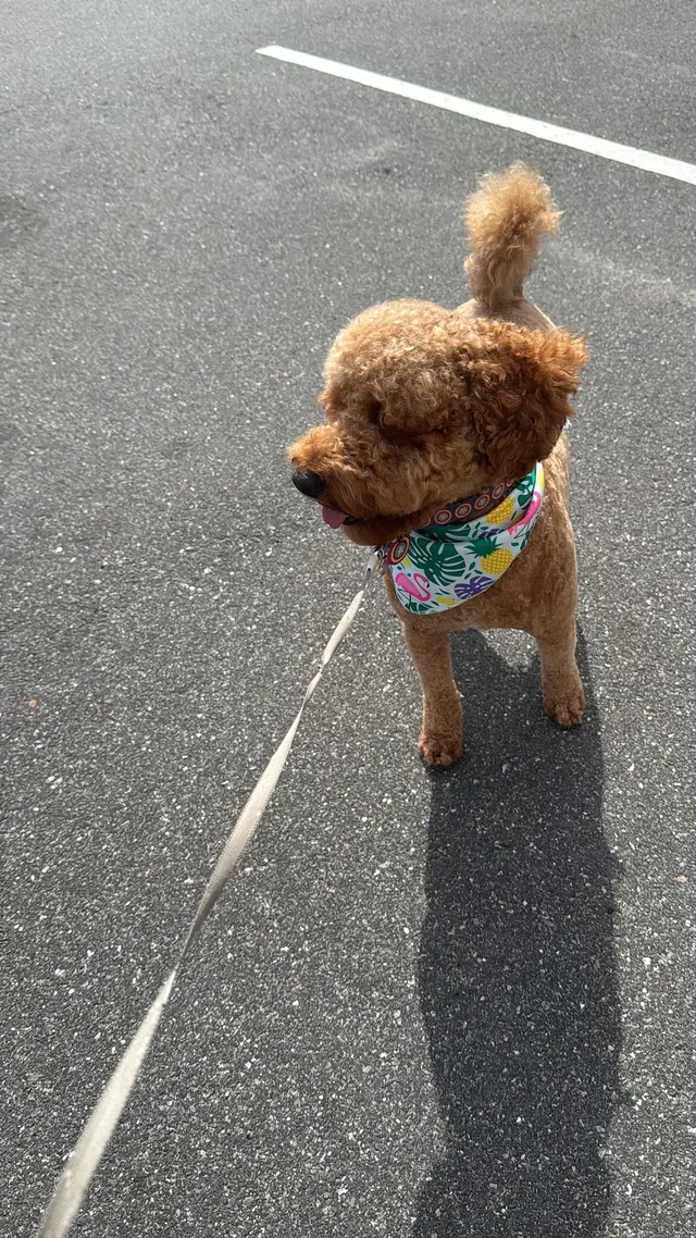 Le Paw Spa Mobile Dog Grooming Central Florida — customer photo 7
