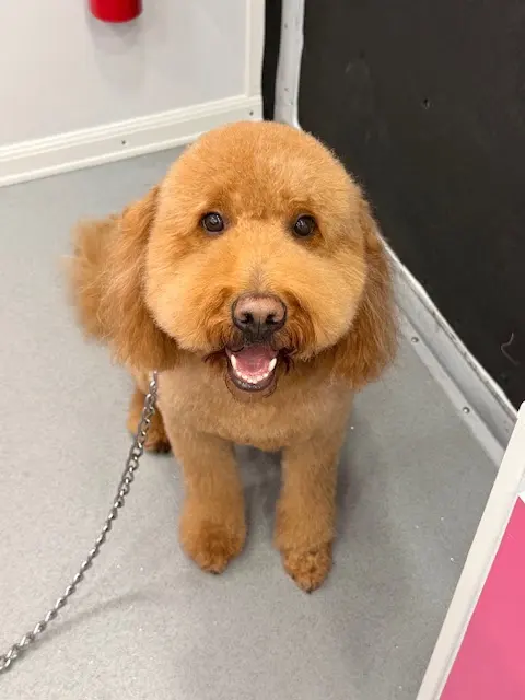 Le Paw Spa Mobile Dog Grooming Central Florida — photo from the business 9