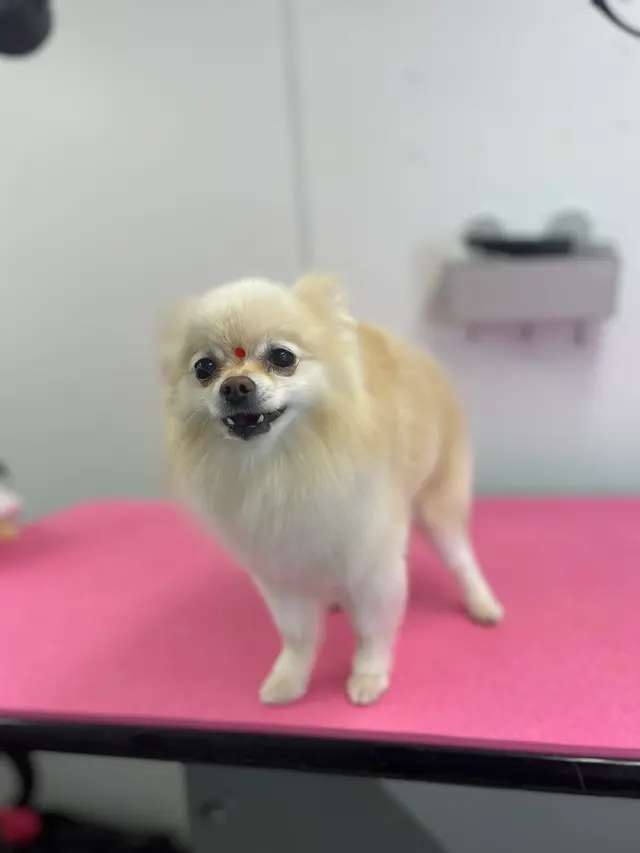 Two Pets Mobile Grooming — photo from the business 5