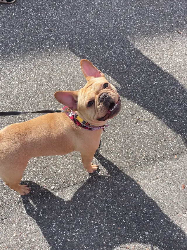 Two Pets Mobile Grooming — photo from the business 10