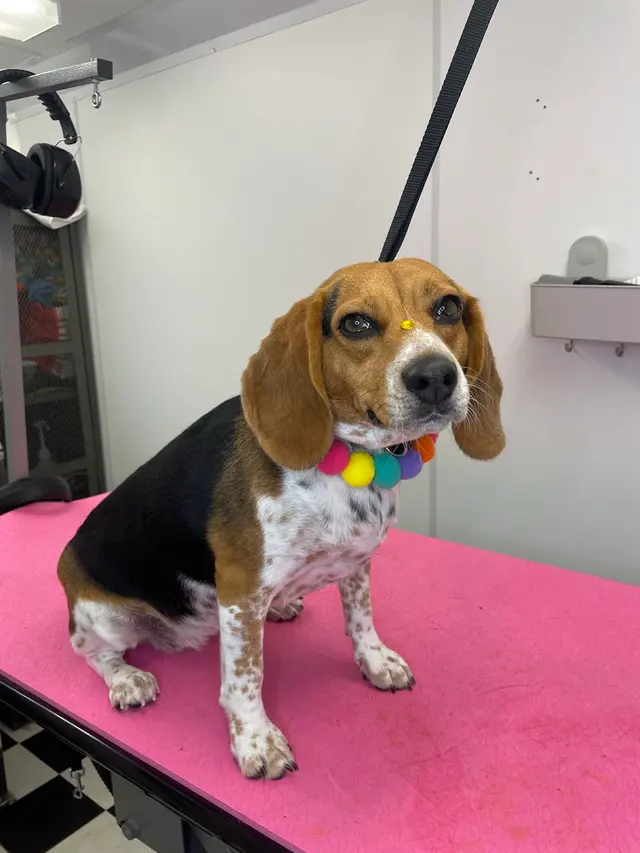 Two Pets Mobile Grooming — photo from the business 6