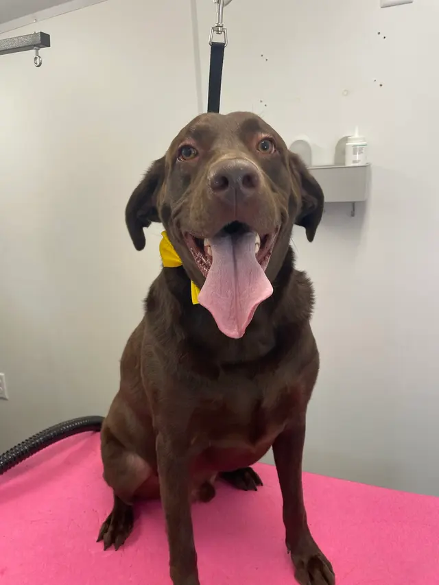 Two Pets Mobile Grooming — photo from the business 4