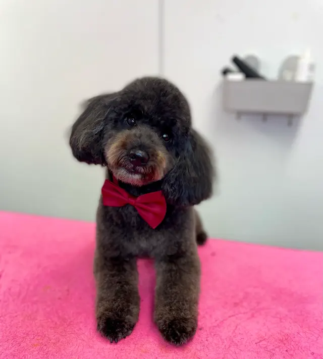Two Pets Mobile Grooming — photo from the business 7