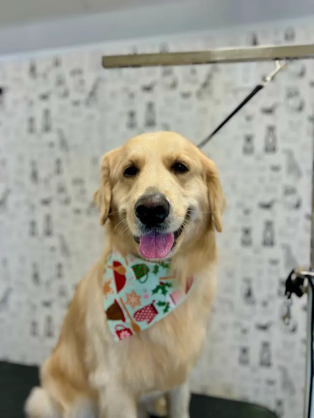 Two Pets Mobile Grooming — photo from the business 2