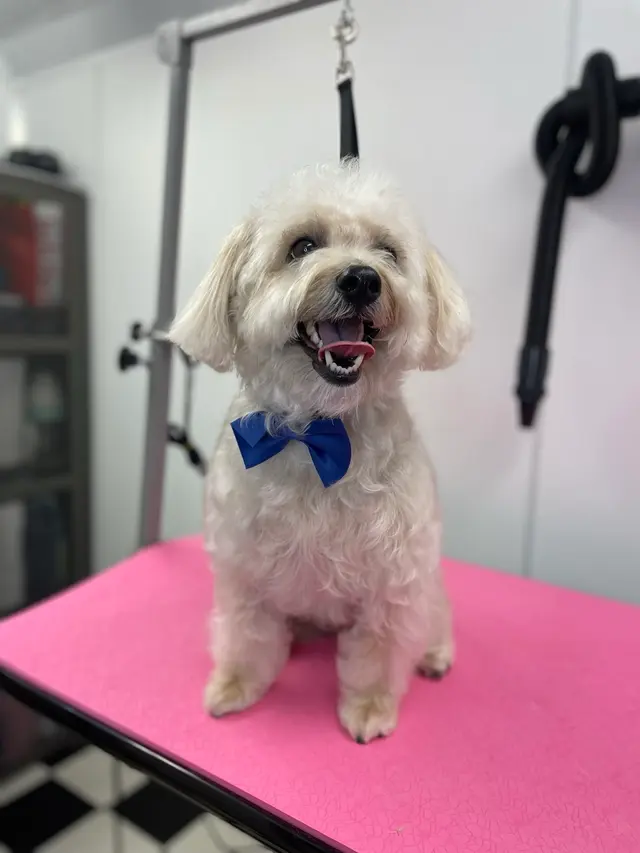 Two Pets Mobile Grooming — photo from the business 1