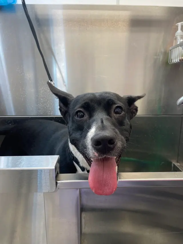 Two Pets Mobile Grooming — photo from the business 8