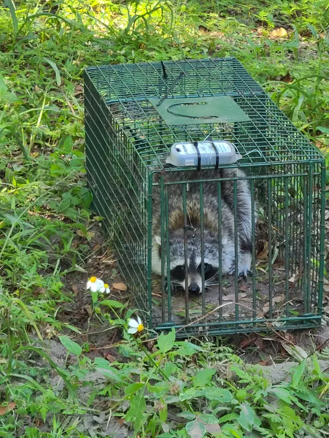 Coastal Wildlife & Pest Control Services of Jacksonville FL — customer photo 9
