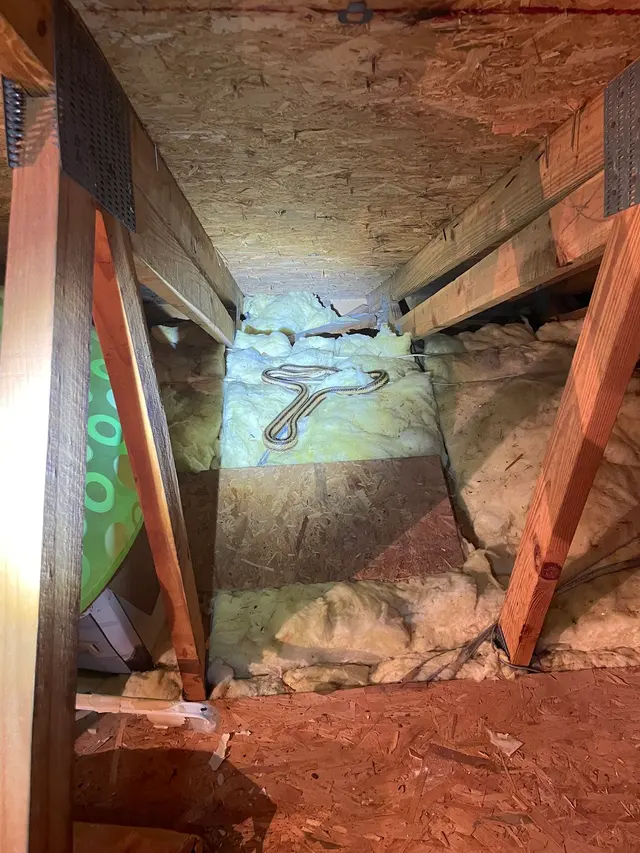 Coastal Wildlife & Pest Control Services of Jacksonville FL — photo from the business 7