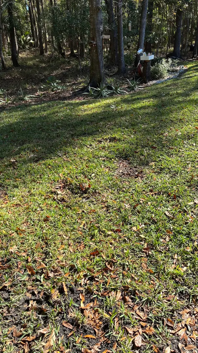 McCall Pest & Wildlife - Jacksonville — customer photo 2