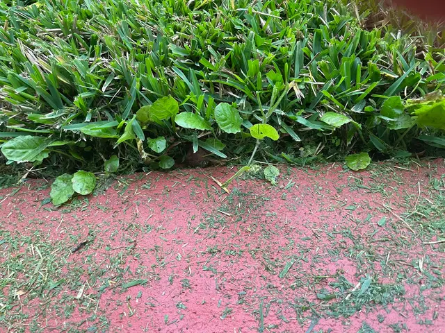McCall Pest & Wildlife - Jacksonville — customer photo 10