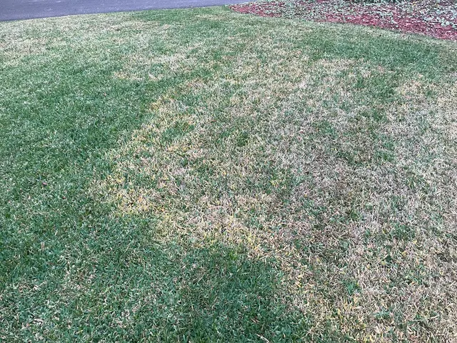 McCall Pest & Wildlife - Jacksonville — customer photo 4