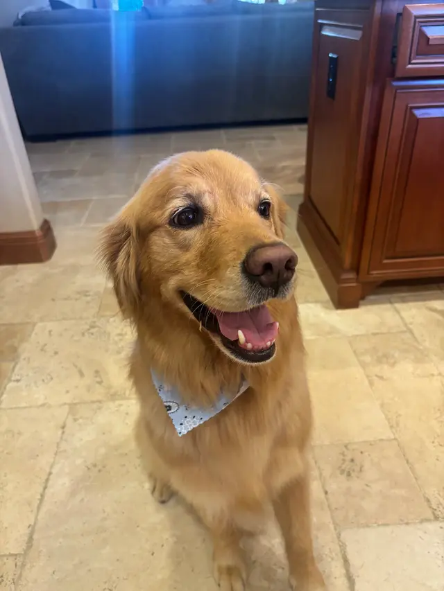 Good Dog Spa & Grooming Granite Bay — customer photo 6
