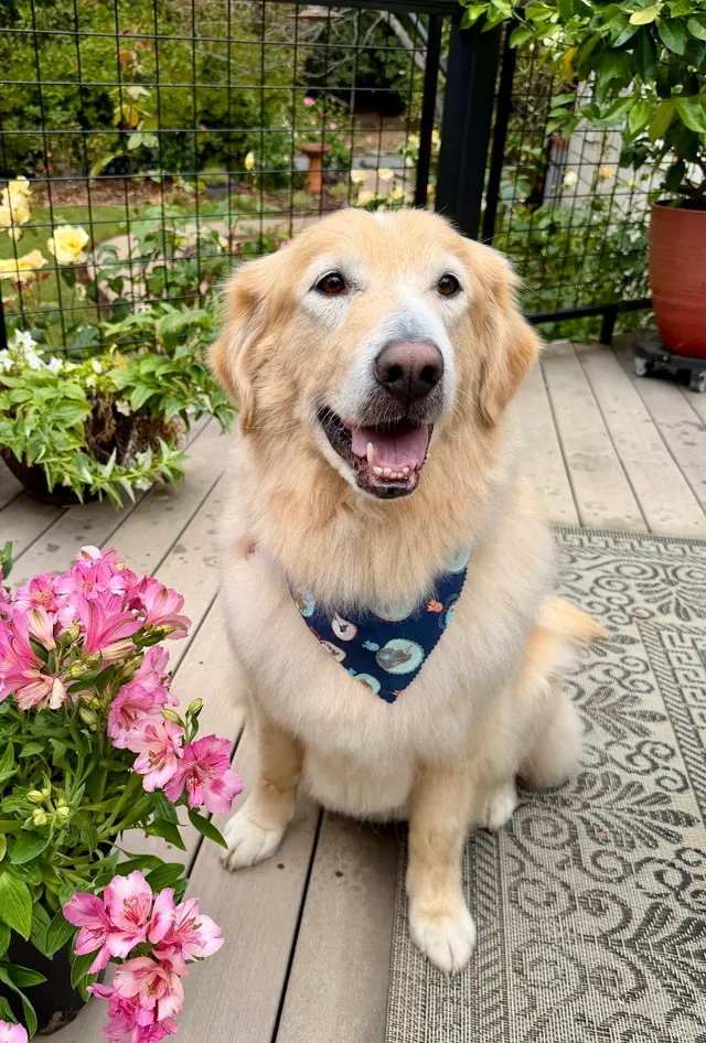 Good Dog Spa & Grooming Granite Bay — customer photo 9