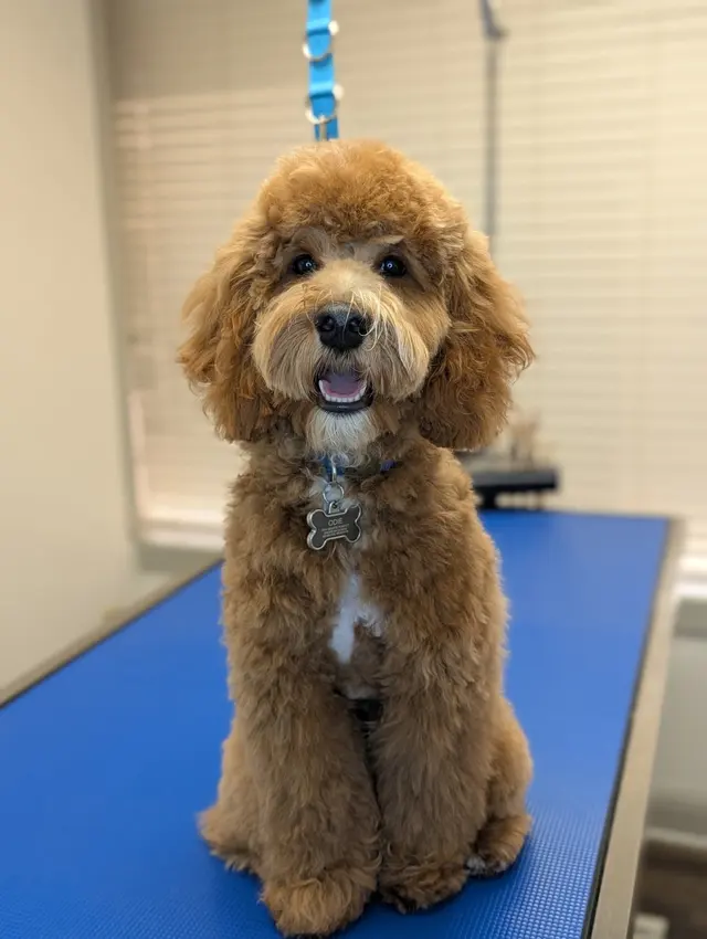 Good Dog Spa & Grooming Granite Bay — customer photo 1
