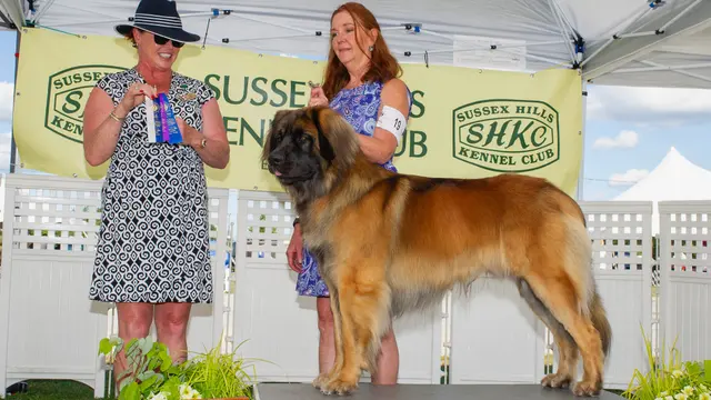 Good Dog Spa & Grooming Granite Bay — photo from the business 8