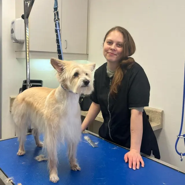 Good Dog Spa & Grooming Granite Bay — photo from the business 4