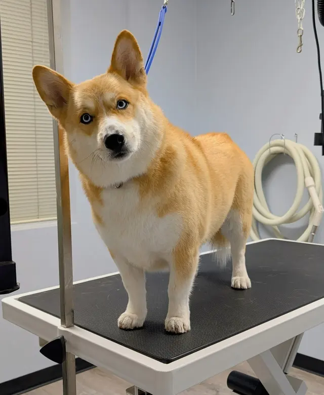 Good Dog Spa & Grooming Granite Bay — photo from the business 2