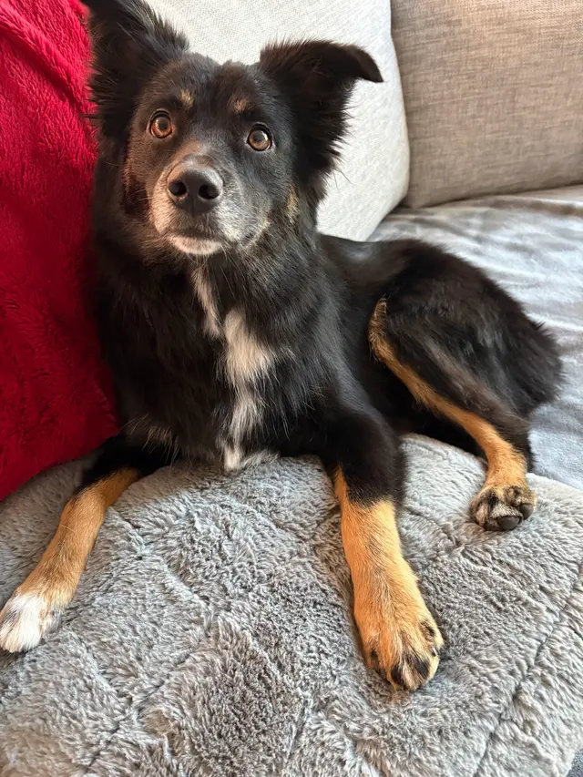 Good Dog Spa & Grooming Granite Bay — customer photo 5
