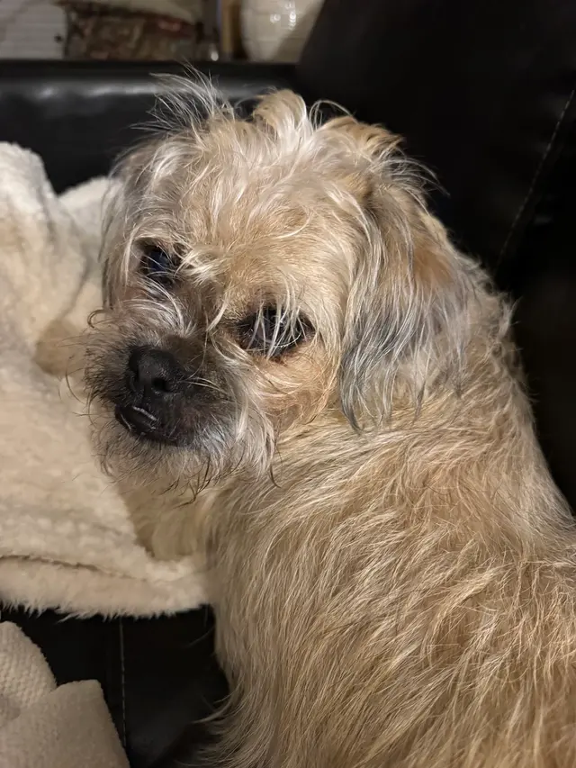 Cheyenne’s Mobile Dog Grooming — customer photo 7