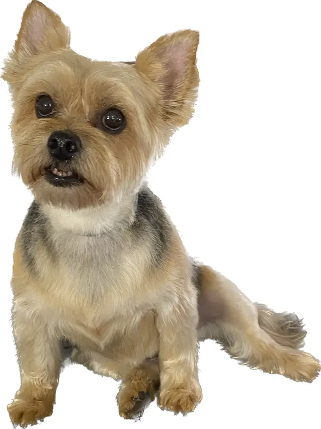 Cheyenne’s Mobile Dog Grooming — photo from the business 8