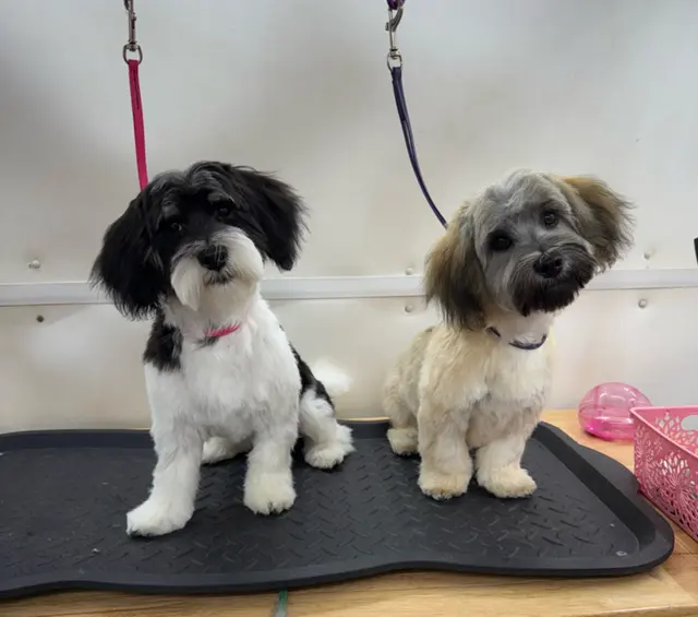 Cheyenne’s Mobile Dog Grooming — customer photo 4